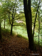 Le chemin sort de la forêt...